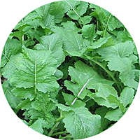 Seven Top Turnip Greens