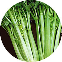 Tall Utah 52/70 Celery
