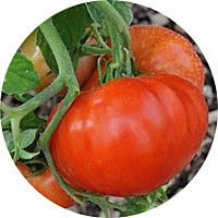 Abe Lincoln Medium Heirloom Tomato