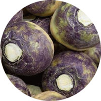 American Purple Top Rutabaga
