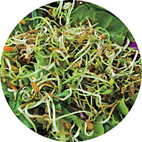 Ancient Eastern Sprouts