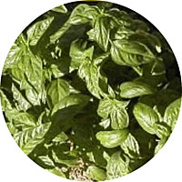 Anise Basil