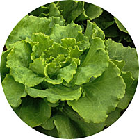 Arianna Batavian Lettuce