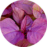 Asia Red Amaranth