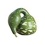 Asian Gourds