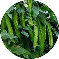Asian Winged Bean