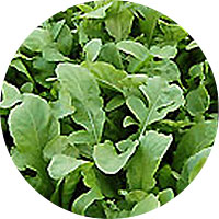 Astro Arugula
