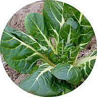 Barese Swiss Chard