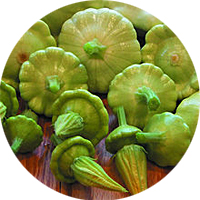 Scallop Benning Green Tint Squash