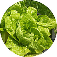Bibb Lettuce