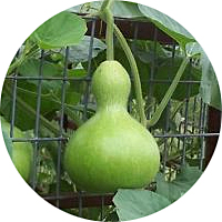 Birdhouse Bottle Asian Gourd