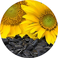 Black Oil Sunflower Seeds