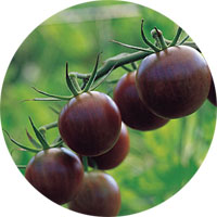 Black Cherry Heirloom Tomato