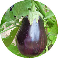 Black Beauty Eggplant