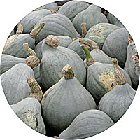 Blue Hubbard Winter Squash