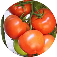 Bonny Best Heirloom Tomato