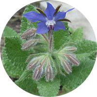 Borage