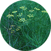 Bouquet Dill