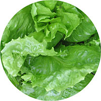 Broadleaf Batavian Endive