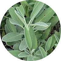 Broadleaf Sage