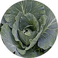 Brunswick Cabbage