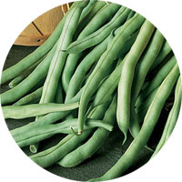 Burpee Stringless Beans