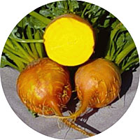 Burpee's Golden Beets