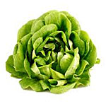 Butterhead Lettuce