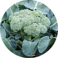Calabrese Broccoli