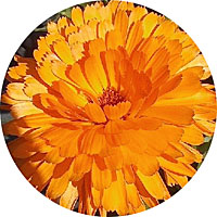 Ball's Orange Calendula