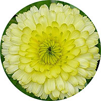 Calendula Bon Bon Yellow