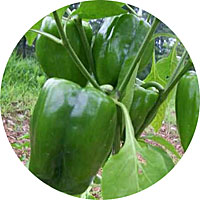 California Wonder 300 TMR Sweet Bell Pepper