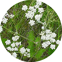 Caraway