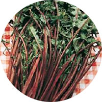 Catalogna Garnet Stem Endive