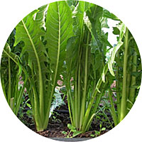 Catalogna Emerald Endive