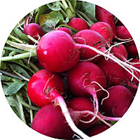 Champion Radish