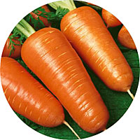 Chantenay Carrots
