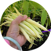 Cherokee Wax Beans