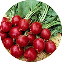 Cherry Belle Radish