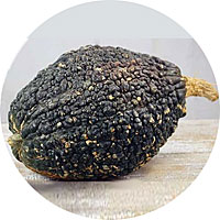 Chicago Warted Hubbard Winter Squash