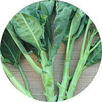 Chinese Kale (thick stem winner)