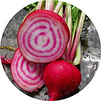 Chioggia Beets