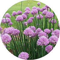 Chives