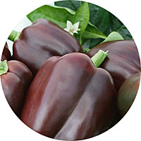 Chocolate Beauty Sweet Belll Pepper