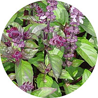 Cinnamon Basil