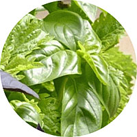 Clove-scented Basil