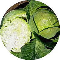 Copenhagen Market Early Cabbage