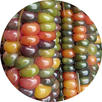 Glas Gem Corn Seeds