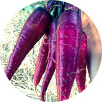 Cosmic Purple Carrots