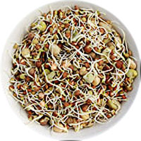 Crunchy Bean Mix Sprouting Seeds